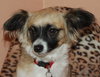 Andre the Papillon