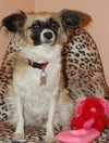Andre the Papillon