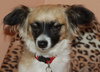 Andre the Papillon