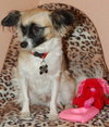 Andre the Papillon
