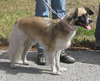 Andre the Papillon