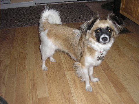 Andre the Papillon