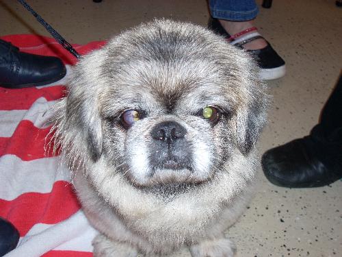 Shaggy the Pekingnese