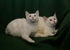 Tatum *A BONDED PAIR*