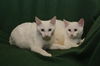 Tatum *A BONDED PAIR*