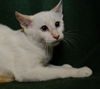 Tommy  *A BONDED PAIR*