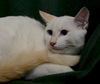 Tommy  *A BONDED PAIR*