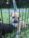 Brandy