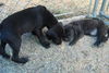 Ella the Great Dane Puppy