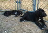 Ella the Great Dane Puppy