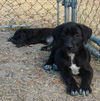 Ella the Great Dane Puppy