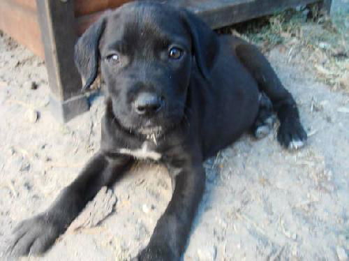 Eddie the Great Dane Puppy