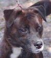 Maya the Trained Boxer
