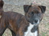 Maya the Trained Boxer