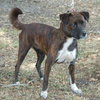 Maya the Trained Boxer