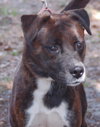Maya the Trained Boxer