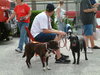 Maya the Trained Boxer
