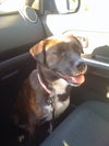 Maya the Trained Boxer