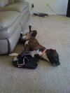 Maya the Trained Boxer