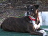 Maya the Trained Boxer