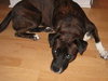 Maya the Trained Boxer