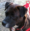 Maya the Trained Boxer
