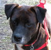 Maya the Trained Boxer