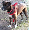 Maya the Trained Boxer