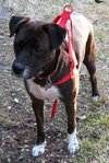 Maya the Trained Boxer
