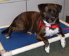 Maya the Trained Boxer