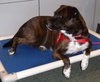 Maya the Trained Boxer
