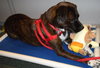 Maya the Trained Boxer