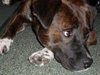 Maya the Trained Boxer