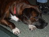 Maya the Trained Boxer