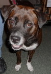 Maya the Trained Boxer