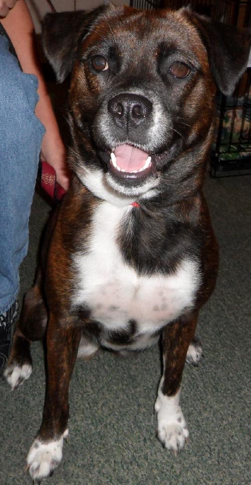 Maya the Trained Boxer