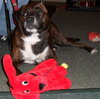 Maya the Trained Boxer