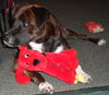 Maya the Trained Boxer