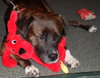Maya the Trained Boxer