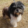 Kobi the Shih Tzu