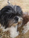 Kobi the Shih Tzu