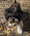 Kobi the Shih Tzu