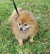 Taski the Pomeranian