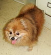 Taski the Pomeranian