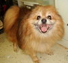 Taski the Pomeranian