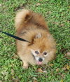 Taski the Pomeranian