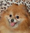 Taski the Pomeranian