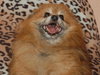 Taski the Pomeranian