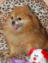 Taski the Pomeranian