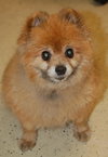 Taski the Pomeranian